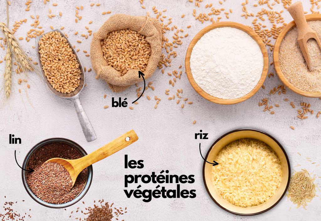 Les bienfaits des protéines végétales (blé,riz,lin) pour les cheveux et la peau